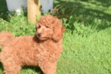 Caniche (reu) 02339