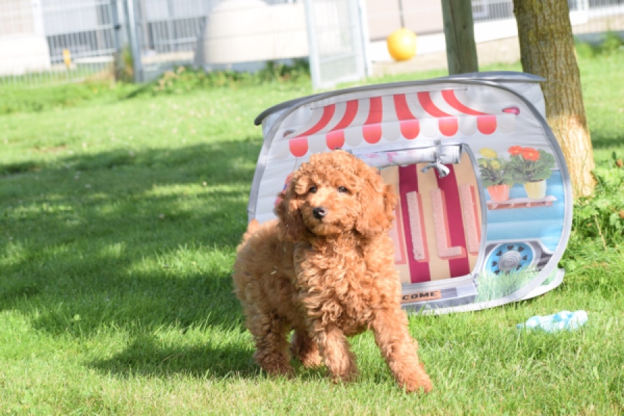 Caniche (reu) 02339