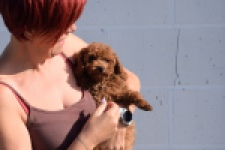 Caniche (teef) 02342