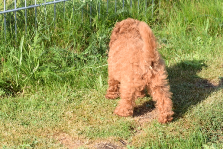 Caniche (teef) 02342