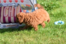 Caniche (teef) 02342