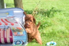 Caniche (teef) 02342