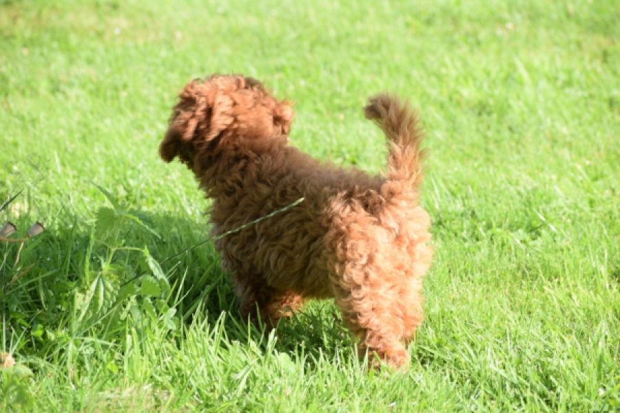 Caniche (teef) 02342