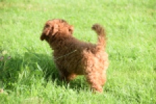 Caniche (teef) 02342