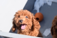 Caniche (teef) 02342