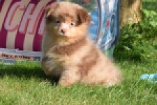 Keeshond (teef) 55451