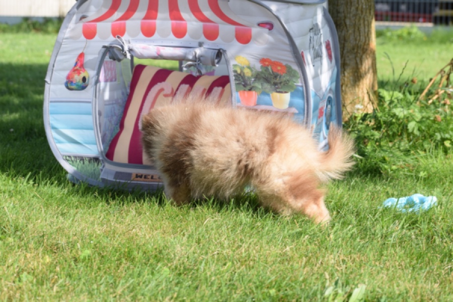 Keeshond (teef) 55451