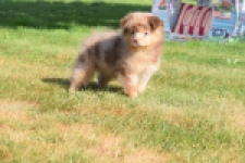 Keeshond (teef) 55451