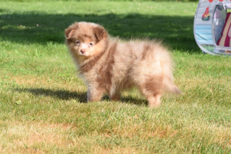 Keeshond (teef) 55451