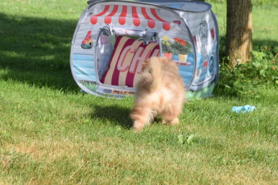 Keeshond (teef) 55451
