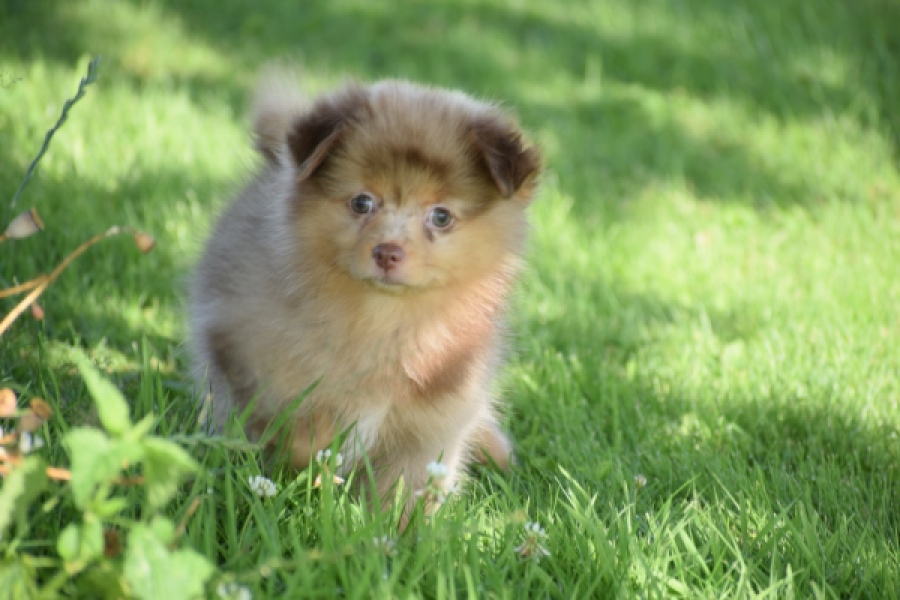 Keeshond (teef) 55451