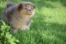 Keeshond (teef) 55451