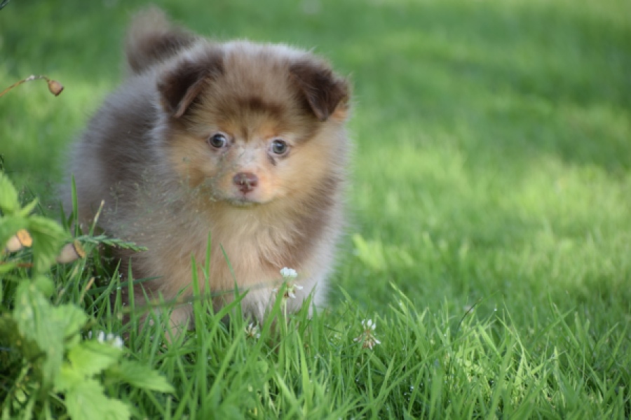 Keeshond (teef) 55451