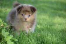 Keeshond (teef) 55451