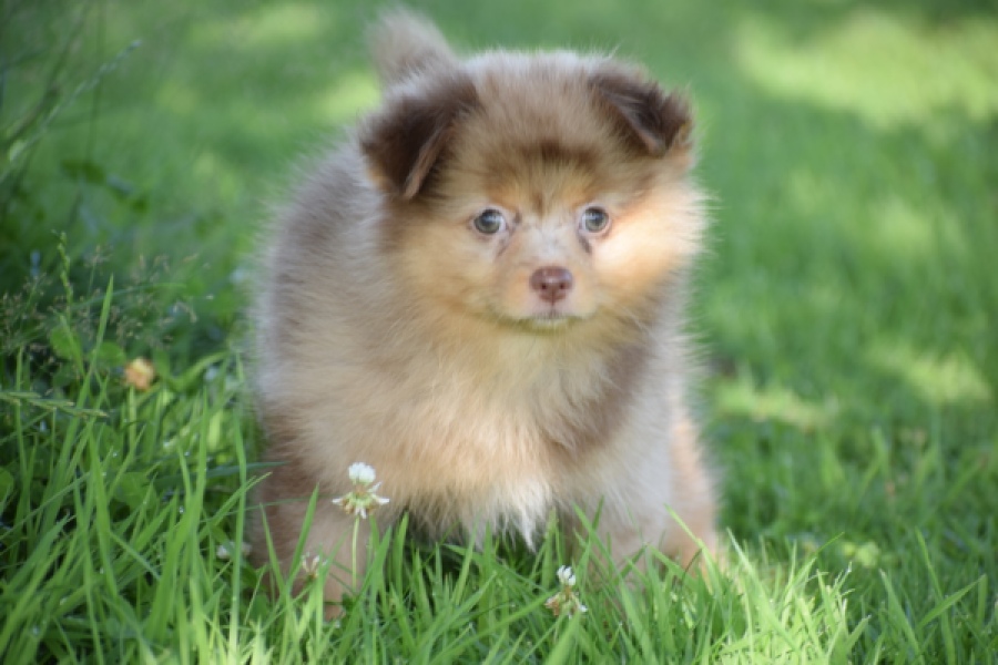 Keeshond (teef) 55451