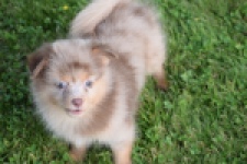 Keeshond (teef) 55451