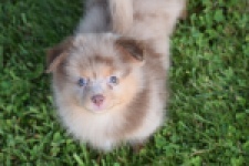 Keeshond (teef) 55451