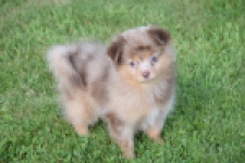 Keeshond (teef) 55451
