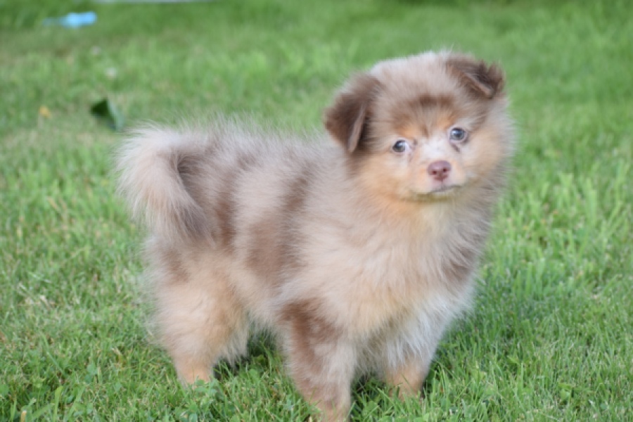 Keeshond (teef) 55451