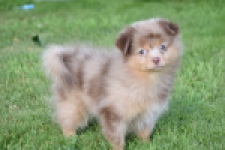 Keeshond (teef) 55451