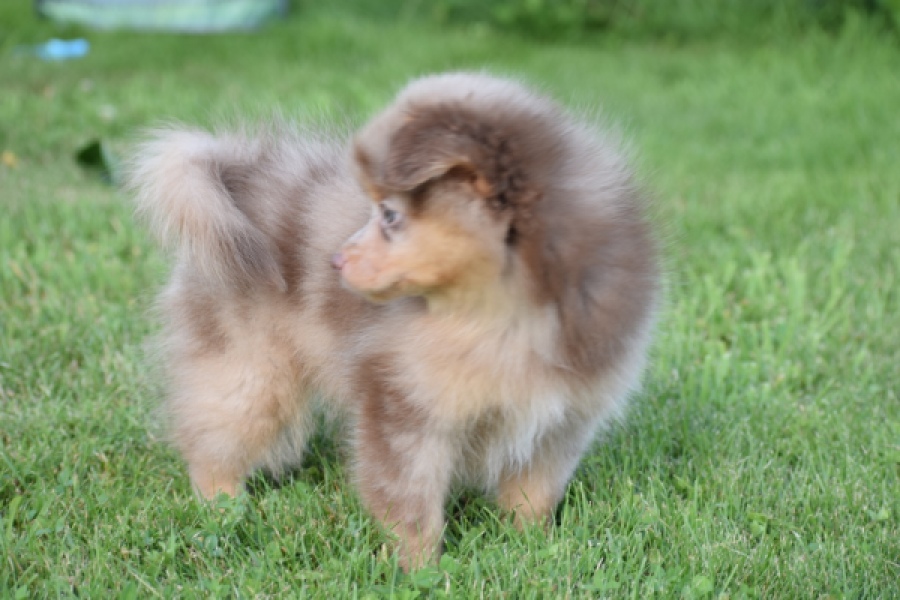Keeshond (teef) 55451