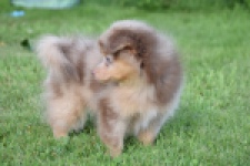 Keeshond (teef) 55451