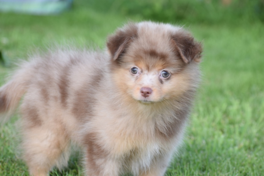 Keeshond (teef) 55451