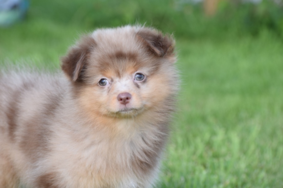 Keeshond (teef) 55451