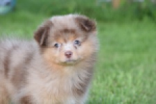 Keeshond (teef) 55451