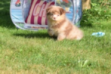 Keeshond (teef) 55451