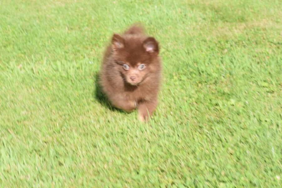 Keeshond (reu) 55450