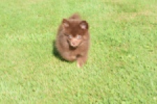 Keeshond (reu) 55450