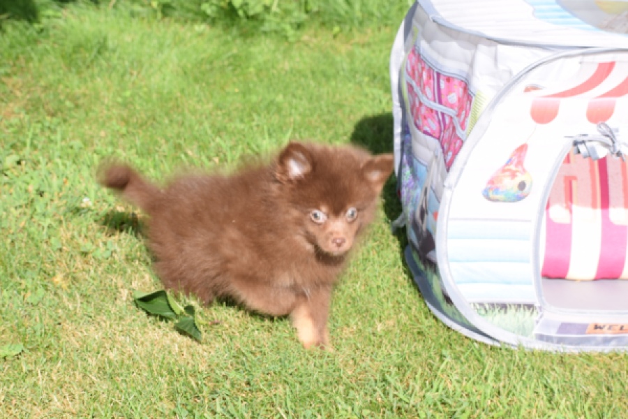 Keeshond (reu) 55450