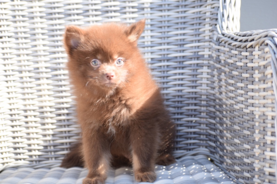 Keeshond (reu) 55450