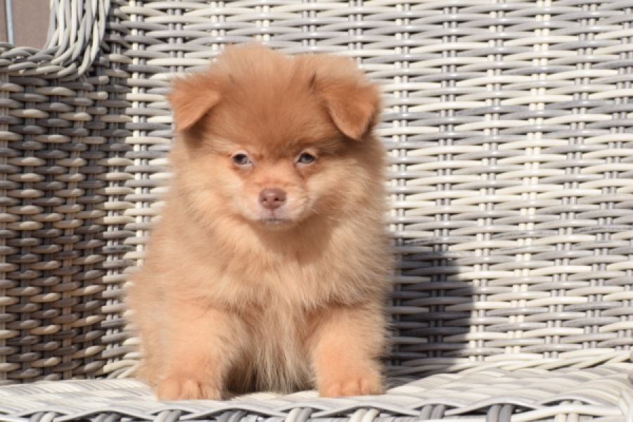 Keeshond (teef) 55457