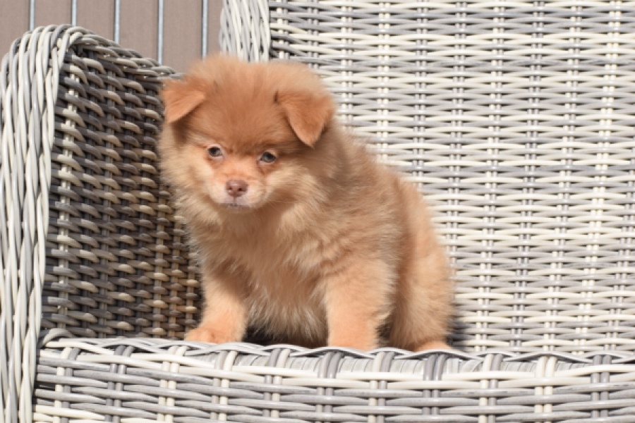 Keeshond (teef) 55457