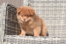 Keeshond (teef) 55457