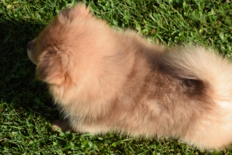 Keeshond (teef) 55457