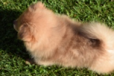 Keeshond (teef) 55457