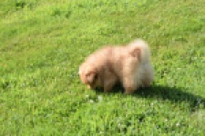 Keeshond (teef) 55457