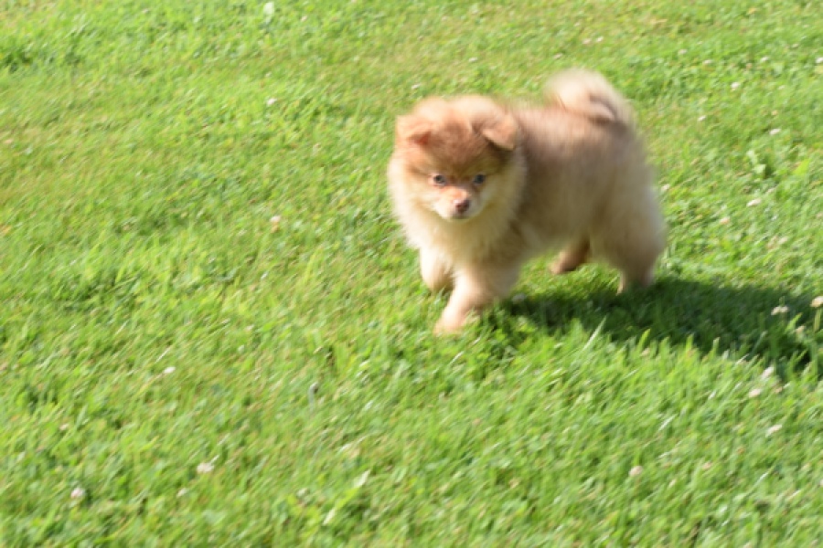 Keeshond (teef) 55457