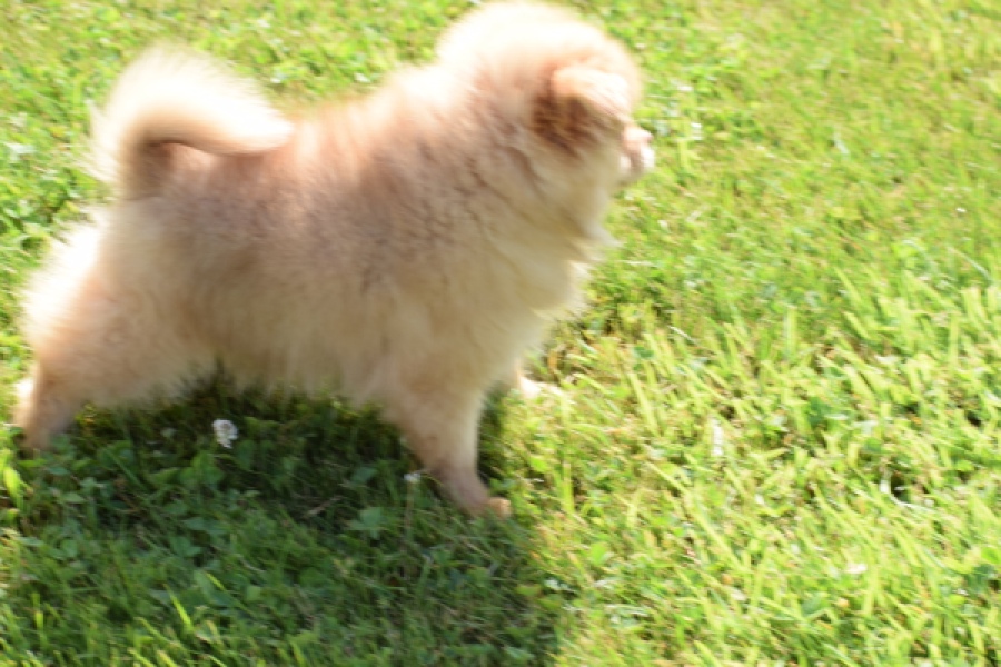 Keeshond (teef) 55457