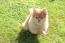 Keeshond (teef) 55457
