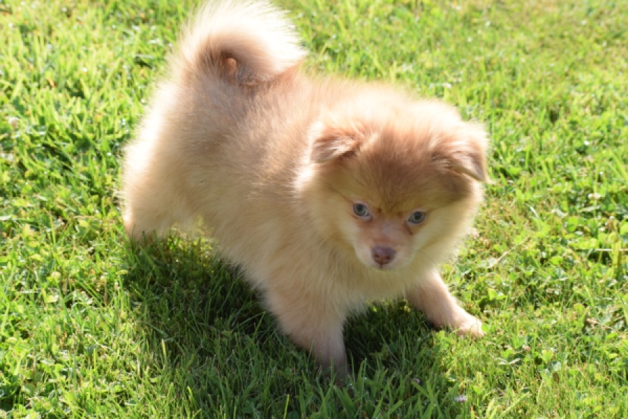 Keeshond (teef) 55457