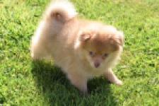Keeshond (teef) 55457
