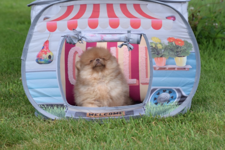 Keeshond (reu) 55452