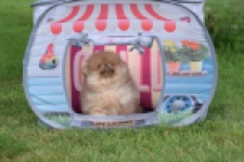 Keeshond (reu) 55452