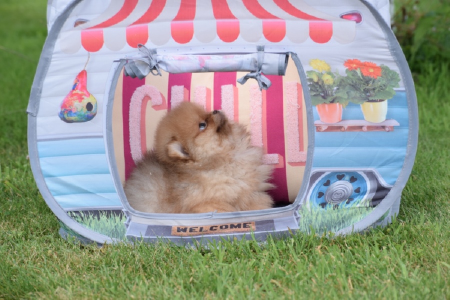 Keeshond (reu) 55452