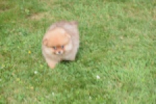 Keeshond (reu) 55452