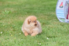 Keeshond (reu) 55452